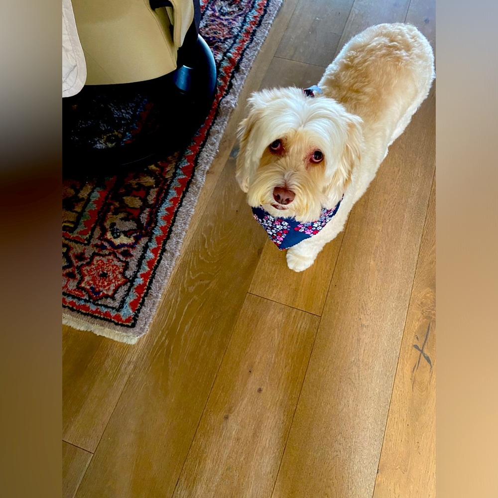 Meet your Posher, Lucy